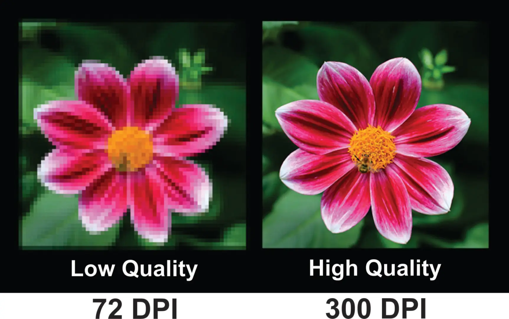 Comparison of flower image quality, low vs high.
